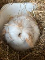 Schattige baby konijntjes, 100 % hangoor, Dieren en Toebehoren, Konijnen, Meerdere dieren, Klein, Hangoor, 0 tot 2 jaar