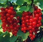 aalbessen struikjes, Ophalen, Vaste plant, Fruitplanten