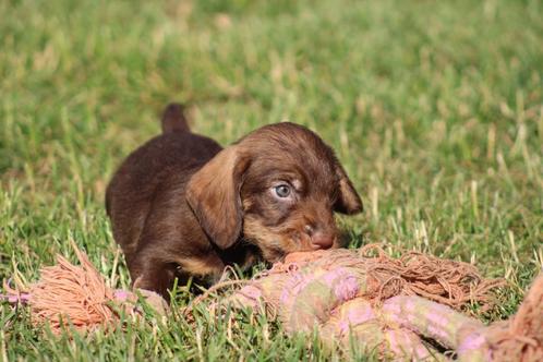 Teckel pup Ruwhaar, Dieren en Toebehoren, Honden | Teckels en Dashonden, Reu, Ruwhaar, Dwerg, Fokker | Professioneel, Eén hond