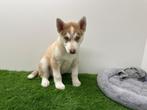 Siberische Husky pups, Dieren en Toebehoren, Honden | Poolhonden, Keeshonden en Oertypen, België, CDV (hondenziekte), 8 tot 15 weken