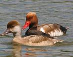 Siereenden, Dieren en Toebehoren, Meerdere dieren, Eend