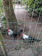 Oud Kempisch hoen : 2 jonge haantjes te koop., Dieren en Toebehoren, Pluimvee