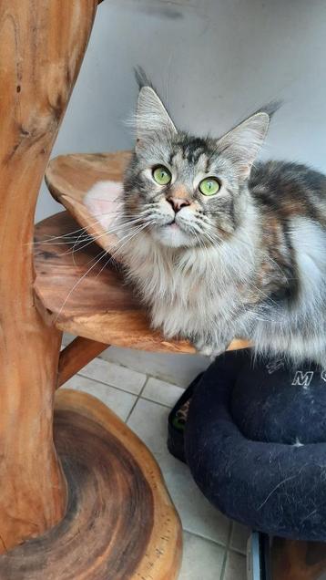 Te koop maine coon poes beschikbaar voor biedingen