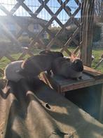 Vlaamse reuzen, Dieren en Toebehoren, Konijnen