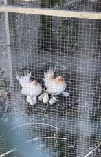 Serama haantjes, Dieren en Toebehoren, Mannelijk, Kip