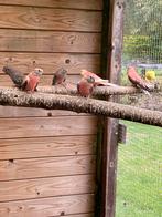 2x opaline bourke pop, Dieren en Toebehoren, Vogels | Overige Vogels, Geringd