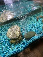 Aquarium met visjes, Dieren en Toebehoren, Vissen | Aquaria en Toebehoren, Ophalen