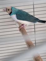 Prachtige koppel blauwe goulds, Animaux & Accessoires, Oiseaux | Oiseaux Autre