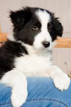 Zwart-witte border collie puppies geboren op boerderij, Dieren en Toebehoren, Honden | Herdershonden en Veedrijvers, België, Particulier