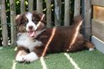Prachtige Australische herder pups (ouders aanwezig), Dieren en Toebehoren, Honden | Herdershonden en Veedrijvers, België, CDV (hondenziekte)