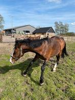 Gemakkelijke alround merrie, Dieren en Toebehoren, Paarden, Merrie, Gechipt, 170 tot 175 cm, 11 jaar of ouder