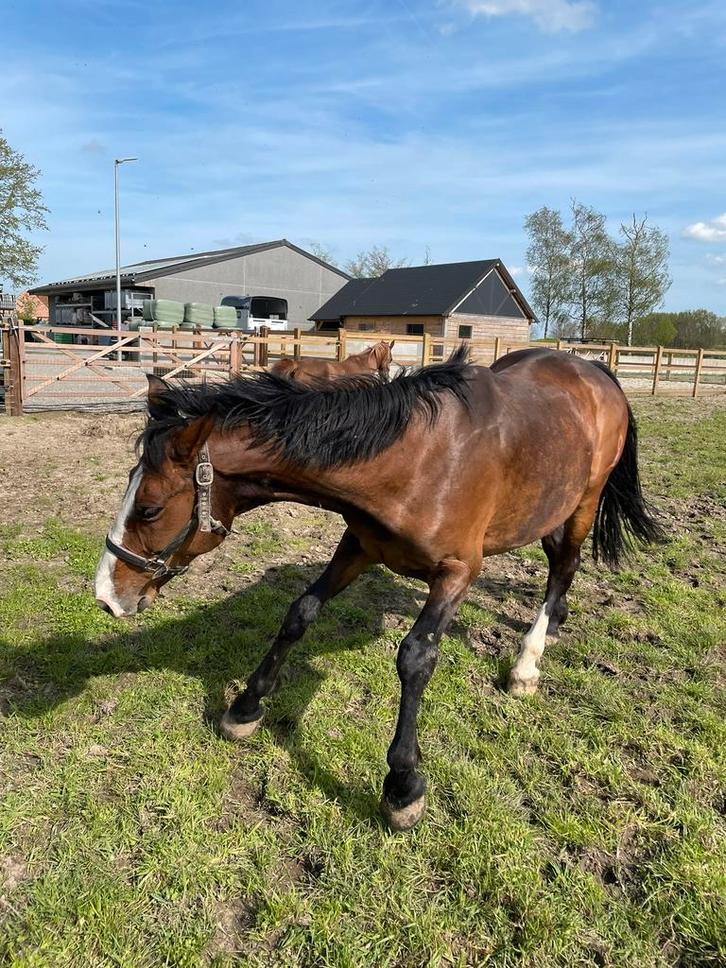 Gemakkelijke alround merrie, Dieren en Toebehoren, Paarden, Merrie, 170 tot 175 cm, 11 jaar of ouder, Recreatiepaard, Met stamboom