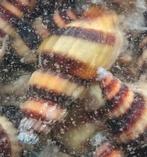 Slaketende slak, Anentome helena slak, Dieren en Toebehoren, Vissen | Aquariumvissen