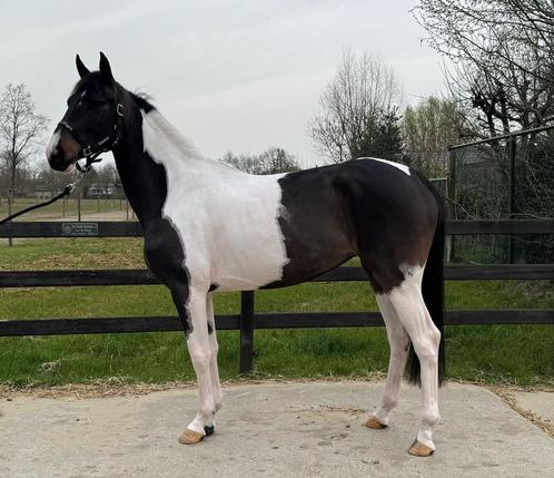 5 jarige bonte springmerrie, Dieren en Toebehoren, Paarden, Merrie, Niet van toepassing, 160 tot 165 cm, 3 tot 6 jaar, Springpaard
