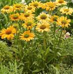Zaden van  gele  Echinacea oogst 2025, Ophalen of Verzenden, Gehele jaar, Zaad