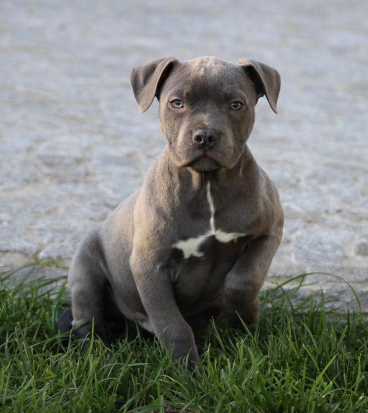 Amerikaanse Stafford pups, Dieren en Toebehoren, Honden | Jack Russells en Terriërs, Meerdere dieren, American Staffordshire Terriër