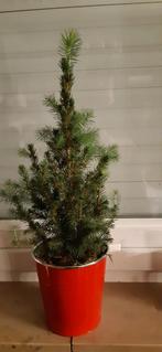 Levende mini-kerstboom - voor binnen of buiten 57 cm, Tuin en Terras, Ophalen, In pot