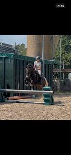 Kleine D pony te koop, Dieren en Toebehoren, Merrie, B, Gechipt, 11 jaar of ouder