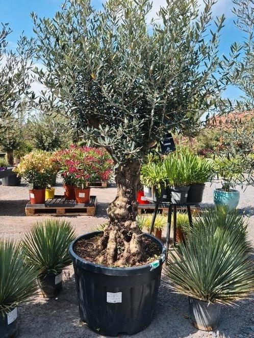 Olijfboom Olea Europaea, Tuin en Terras, Planten | Bomen, Olijfboom, Ophalen