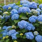 HORTENSIA NIKKO BLEU STUNTPRIJS 2,5 €, Tuin en Terras, Ophalen