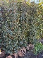 8x portugese laurier 175/200cm, Tuin en Terras, Ophalen, Laurier, Haag