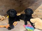 Labrador pups recht uit onze living met beide ouders in huis, Dieren en Toebehoren, Honden | Retrievers, Spaniëls en Waterhonden
