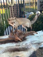 Taxidermie prachtig vos opgezette, Enlèvement