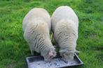 schapen rammen, Dieren en Toebehoren, Schapen, Geiten en Varkens, Mannelijk, Schaap, 0 tot 2 jaar