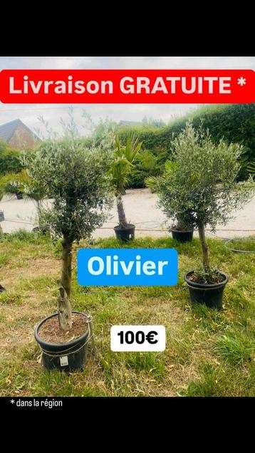 OLIJFBOOMPROMOTIE +- 2m inclusief levering beschikbaar voor biedingen