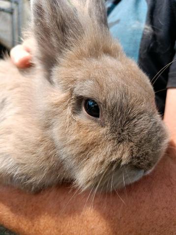 Lapin « tête de lion », mâle castré