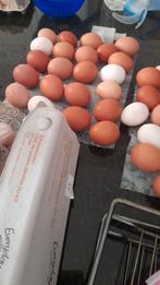 Eieren van loslopende kippen