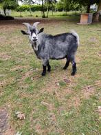 West-afrikaanse blauwschimmel dwerggeit, Dieren en Toebehoren, Mannelijk, Geit, 0 tot 2 jaar