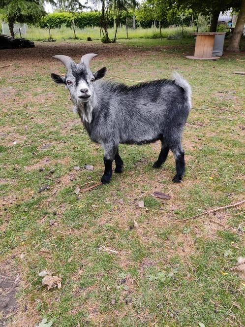 West-afrikaanse blauwschimmel dwerggeit, Dieren en Toebehoren, Schapen, Geiten en Varkens, Geit, Mannelijk, 0 tot 2 jaar