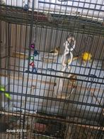Kanaries van 2025, Dieren en Toebehoren