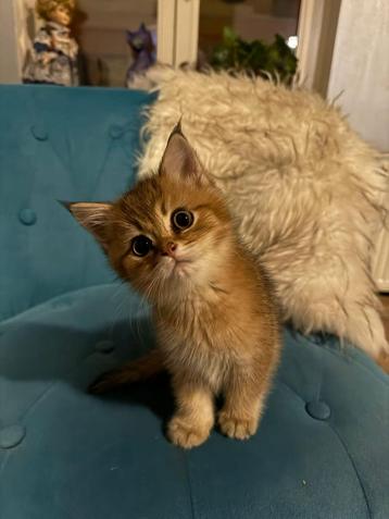Britse korthaar kittens te koop, Dieren en Toebehoren, Katten en Kittens | Raskatten | Korthaar, Meerdere dieren, Gechipt, 0 tot 2 jaar