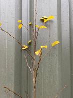 haagplanten, Ophalen, Haagbeuk, Haag