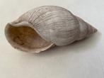buccinum schelp, Ophalen, Schelp(en)