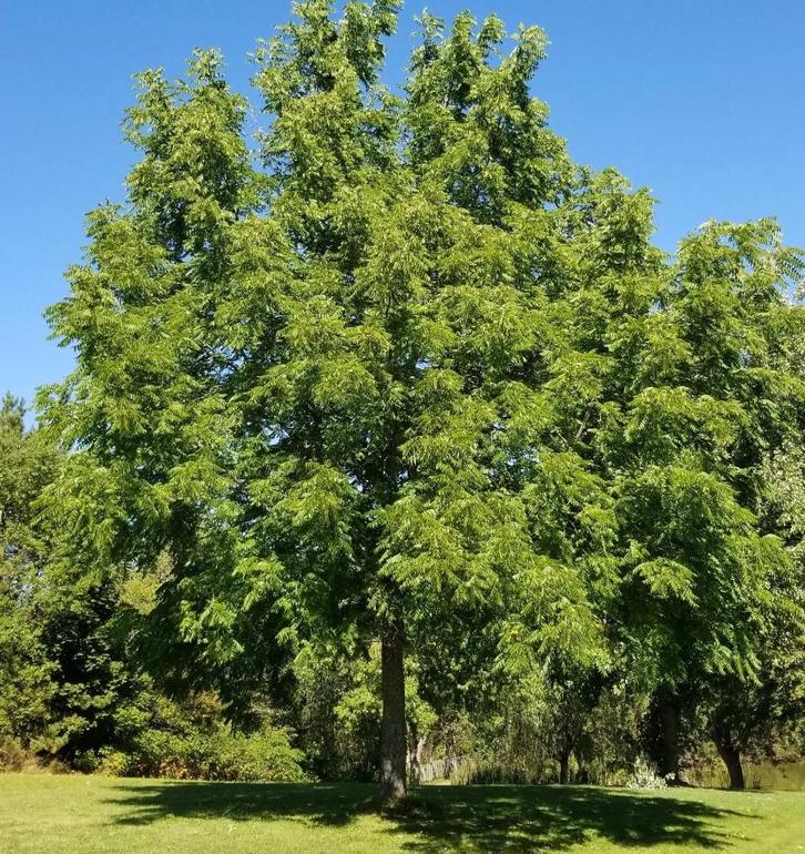 Zwarte Walnoot planten, Tuin en Terras, Planten | Bomen, Overige soorten, Minder dan 100 cm, Volle zon, Lente, Ophalen
