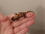 0.0.2 Mniarogekko Chahoua, Dieren en Toebehoren, Hagedis, 0 tot 2 jaar