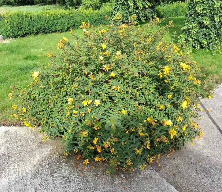 Immense Plante Hypericum, Tuin en Terras, Planten | Tuinplanten, Vaste plant, Overige soorten, Volle zon, Ophalen
