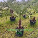 ‼️palmbomen trachycarpus fortunei ‼️, Ophalen