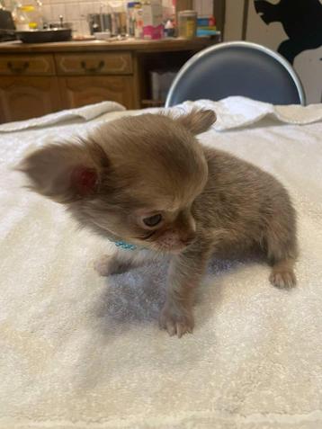 chihuahua pups t.cup & mini raszuiver zeer mooie ! kleintjes, 8 à 15 semaines, Plusieurs, Éleveur | Loisir, Parvovirose