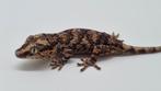 Rhacodactylus Auriculatus Gargoyle gekko