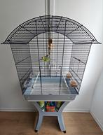 Groot kooi, Enlèvement