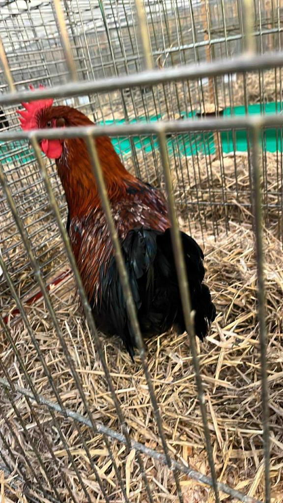 Zwartkoper marans en splash haan, Dieren en Toebehoren, Pluimvee, Kip, Mannelijk