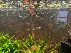 Wildkleur guppies, Dieren en Toebehoren, Vissen | Aquariumvissen