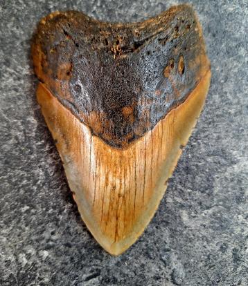 usa megalodon tand	11.5x8.0x1.9 cm beschikbaar voor biedingen