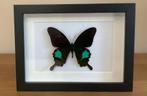 Papilio paris vlinder ingelijst, Verzamelen, Ophalen of Verzenden, Nieuw