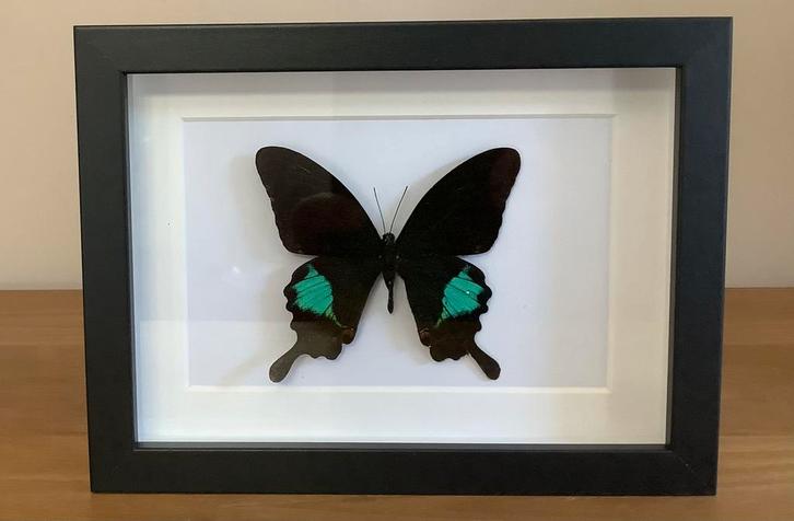 Papilio paris vlinder ingelijst, Verzamelen, Dierenverzamelingen, Nieuw, Ophalen of Verzenden