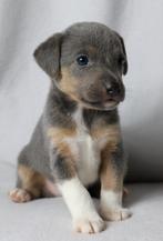 Jackrussel puppy reu, Dieren en Toebehoren, Honden | Jack Russells en Terriërs, België, Fokker | Hobbymatig, Jack Russell Terriër